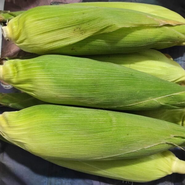 Sweet Corn