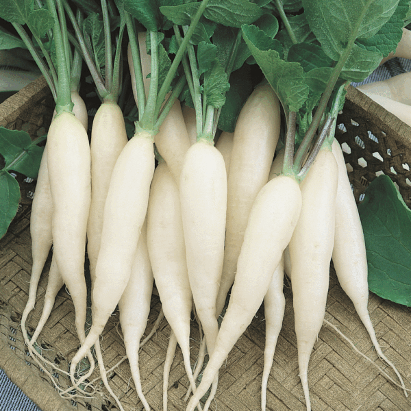 Radish (Mooli)