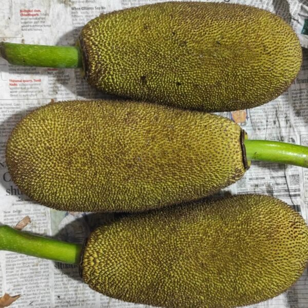 Child jackfruit(without cutting)