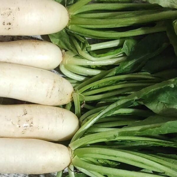 Radish (Mooli)
