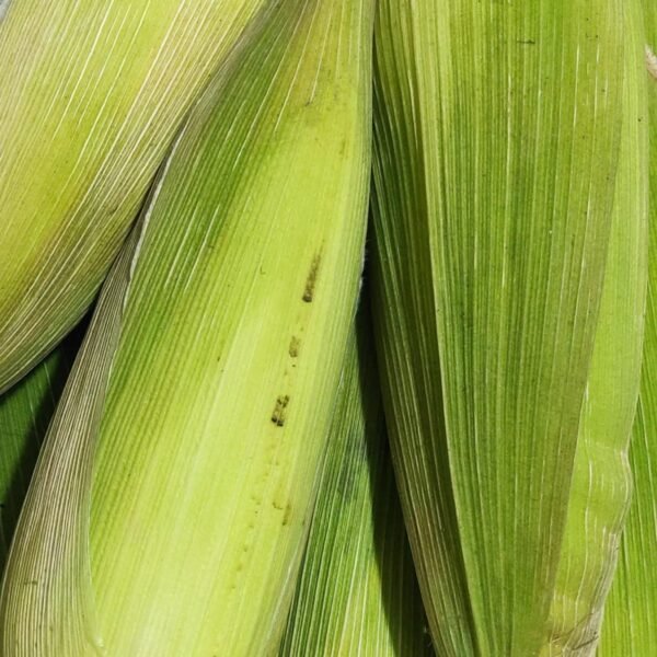 Sweet Corn