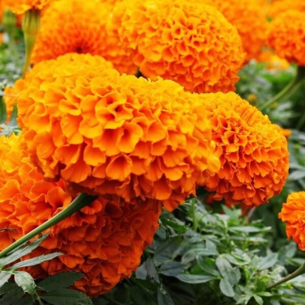 Yellow marigold flower