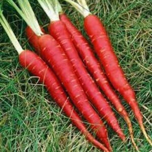 Carrot (Red color Gajar)