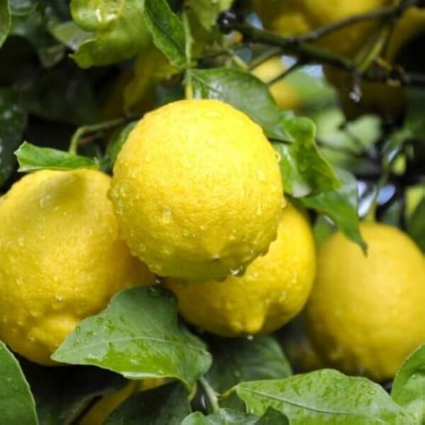 Lemon (Nimbu)