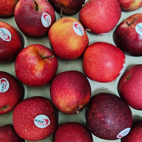 Gala Apple