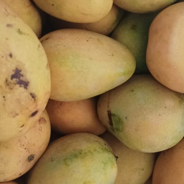 Mango -
