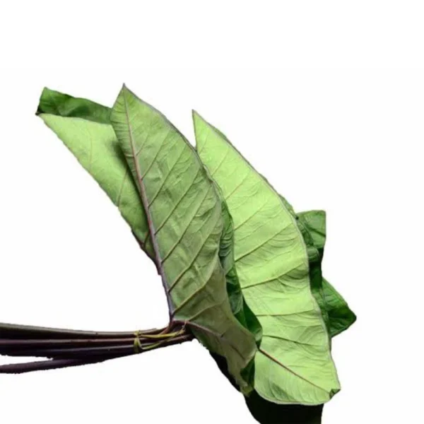 Arabi Leaves