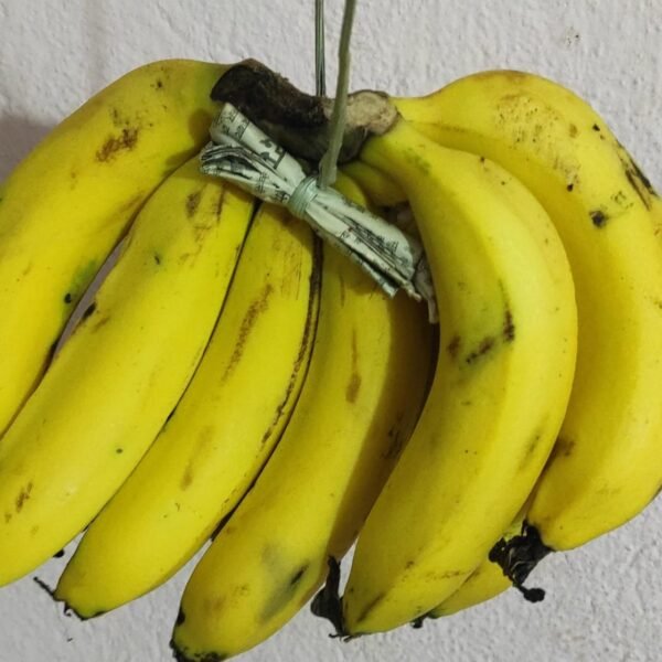 Banana(big size)