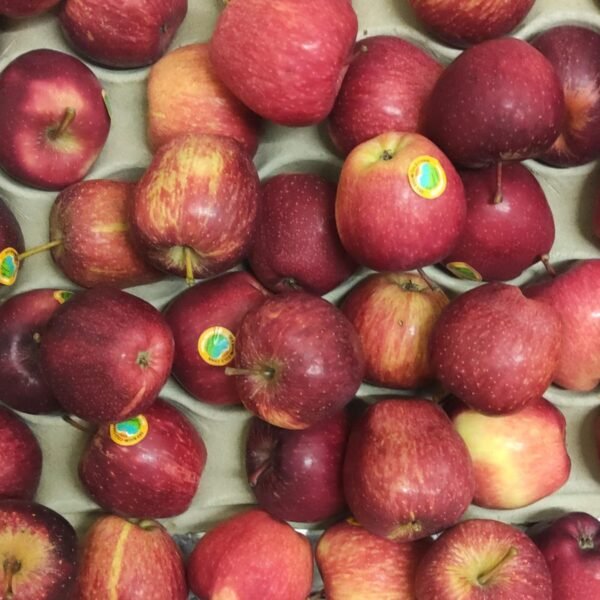 Premium Simla Apple