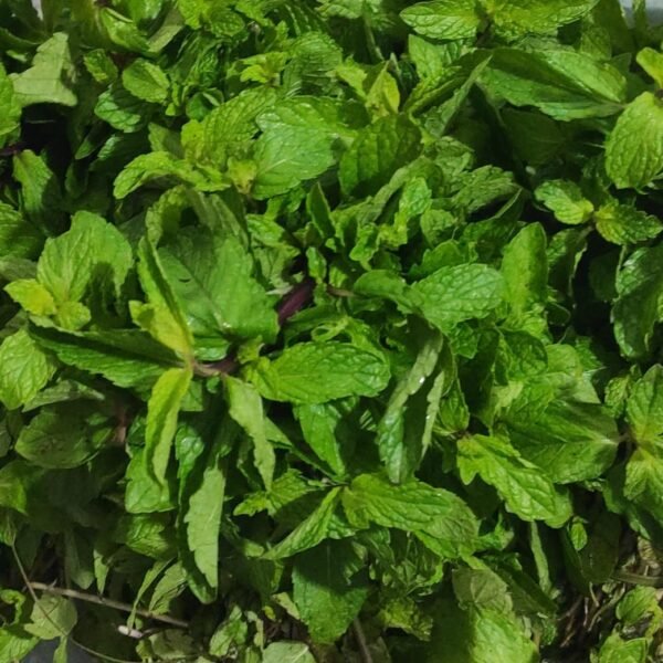 Mint Leaves( Pudina)