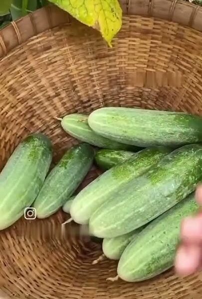 Cucumber desi (kheera)