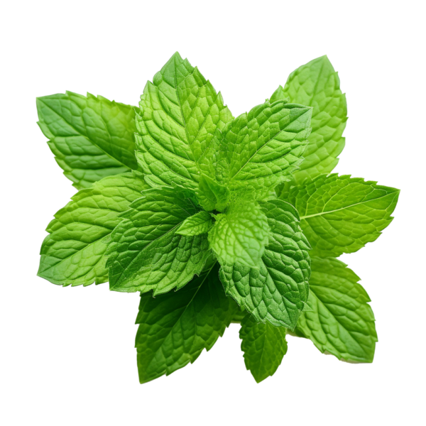 Mint Leaves( Pudina)