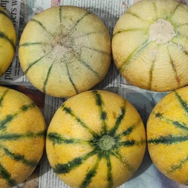 MUSKMELON(100 % replacement if rotten inside)