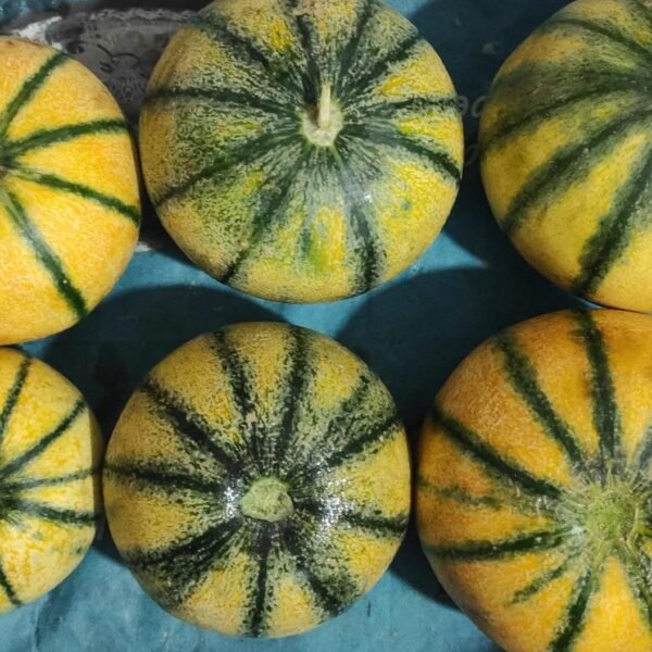Muskmelon (Kharbuj)