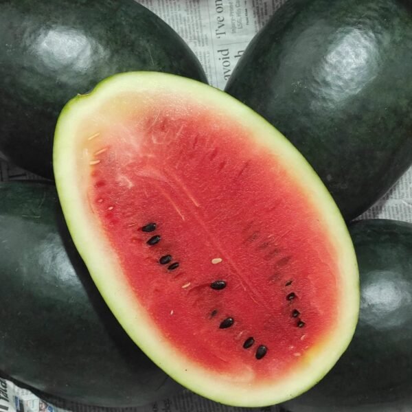 Local watermelon( Tarbuj)