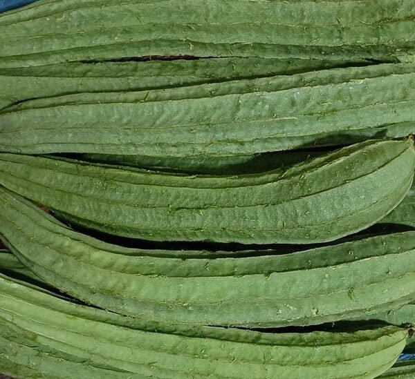 Ridge Gourd (Torai)