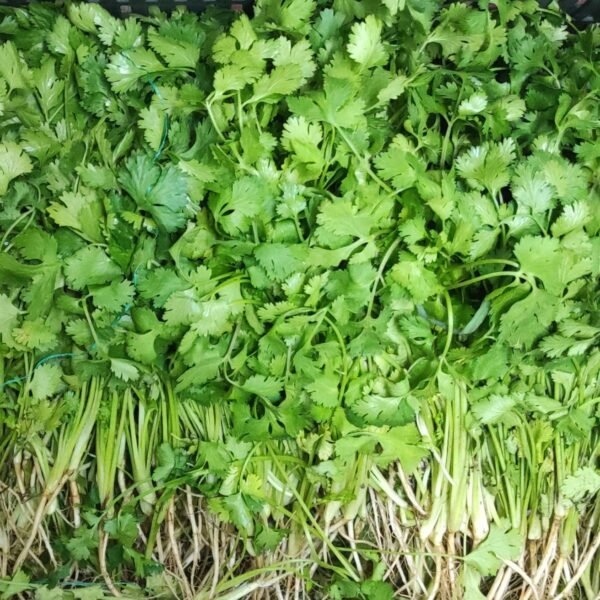 Desi Coriander leaves (Dhania)