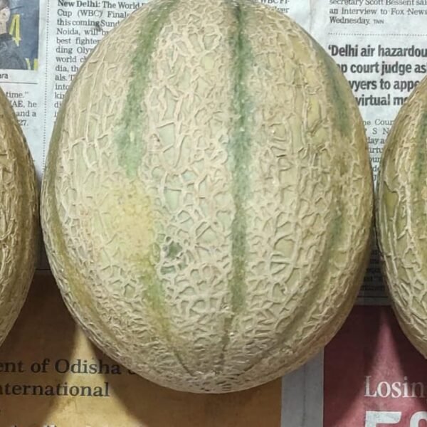 Muskmelon (Kharbuj)