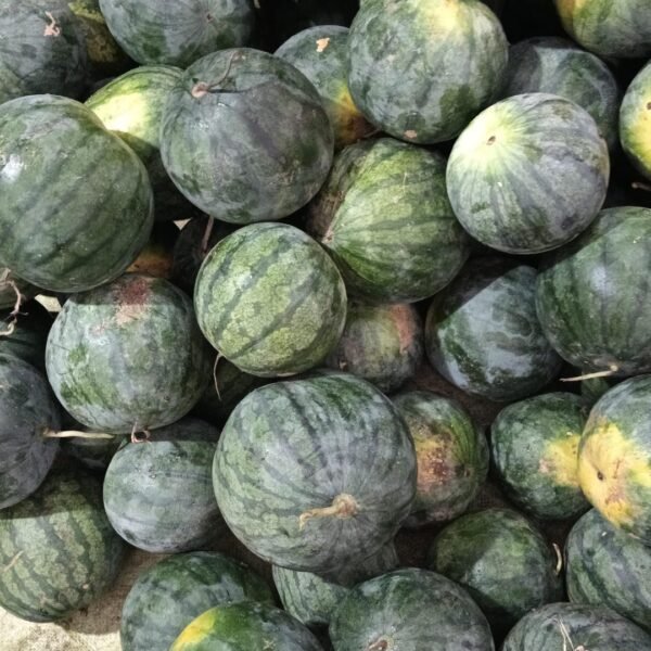 desi watermelon(red inside)