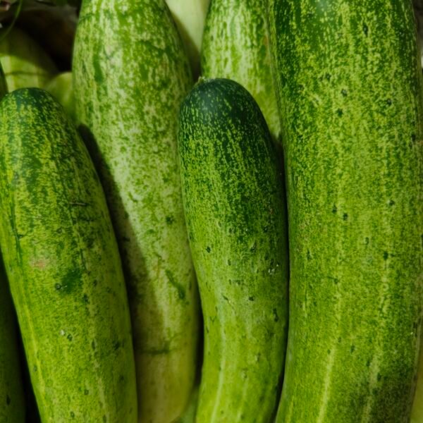 Green cucumber ( hara kheera)