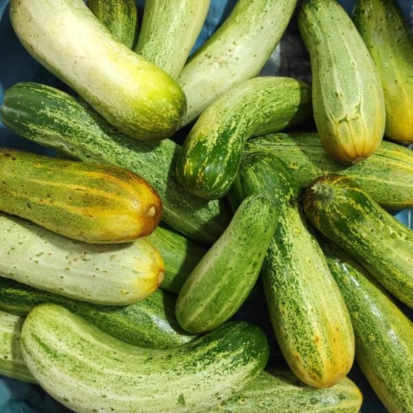Desi green yellow cucumber