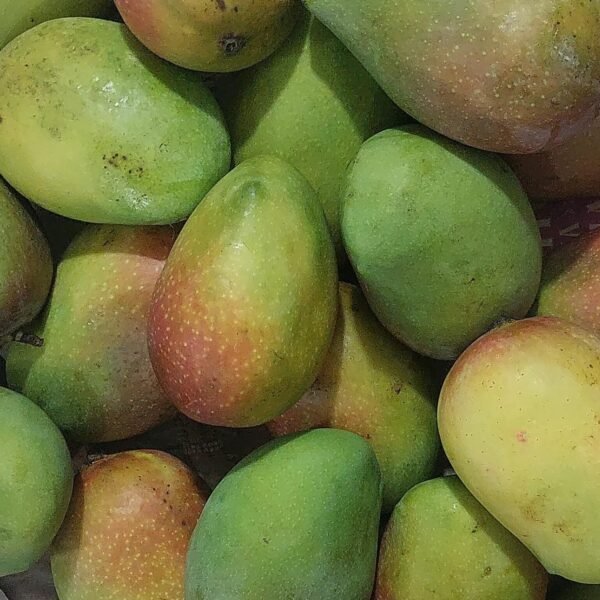 Sundari Mango