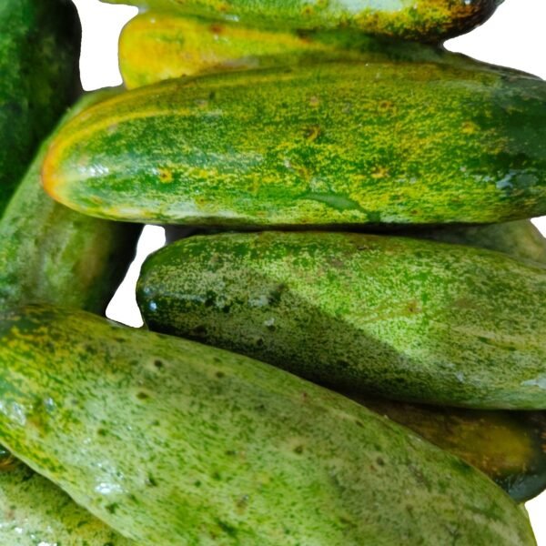 Desi kheera(green yellow)