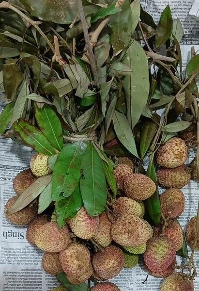 LICHI