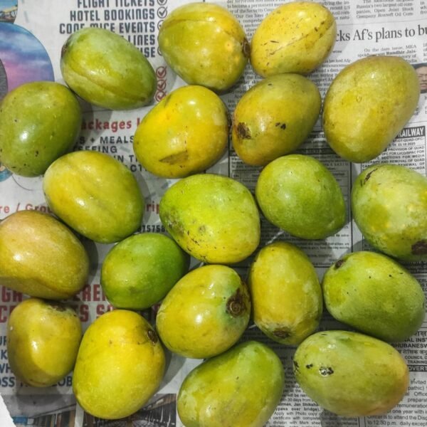 Desi mango(small size)