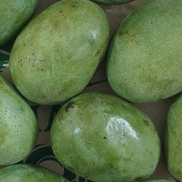 Langda mango