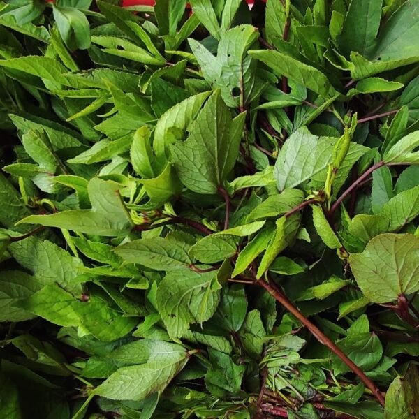 Khatta saag