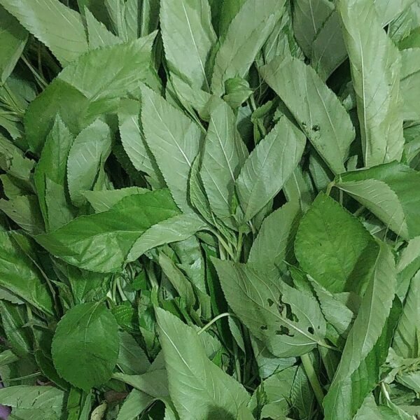 Chej saag
