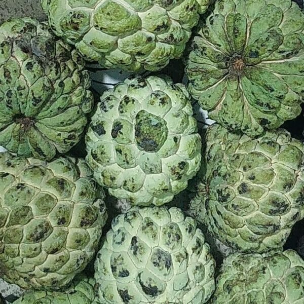 Custard apple (Sharifa)